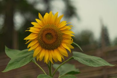 Sunflower with selective focus in a rural landscape...