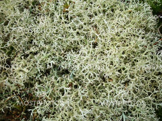 Reindeer Moss