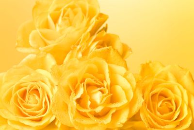 pastel yellow roses with droplets background