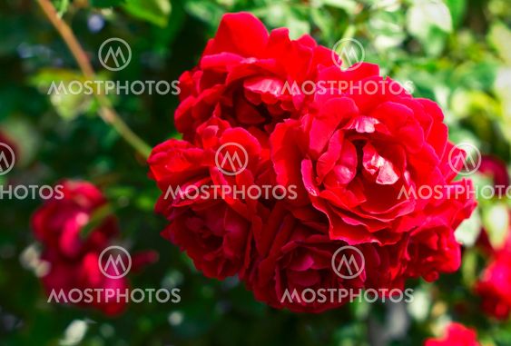 Close up of roses