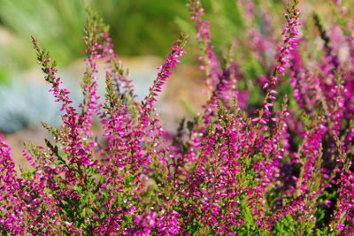 Heidekraut - Erica 25