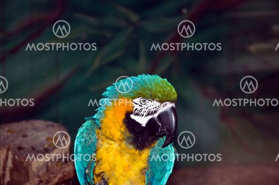 Parrot
