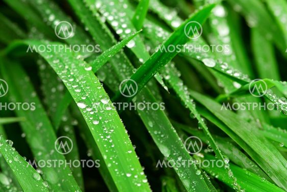 Raindrops on grass