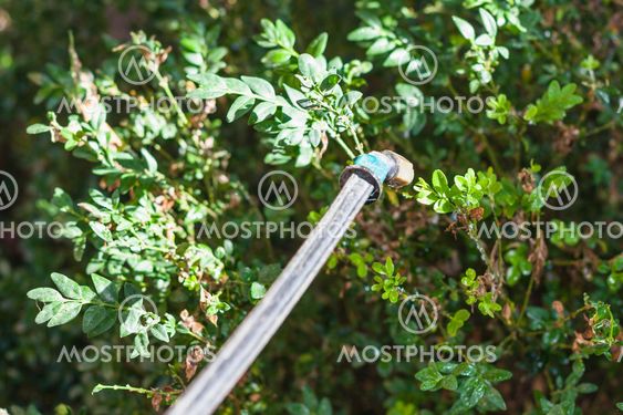 sprayer and plant after pesticide processing