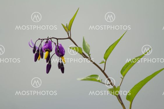 Solanum Dulcamara I