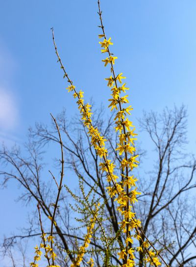 Branch of yellow forsythia shrub