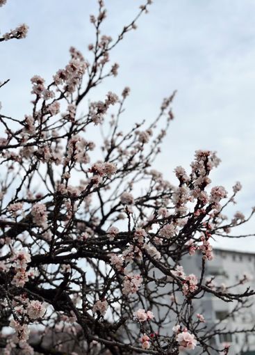 Spring blossoms on a tree branch under a clear sky....