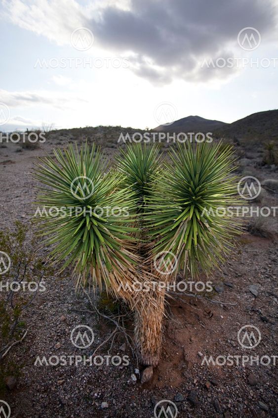 Joshua tree