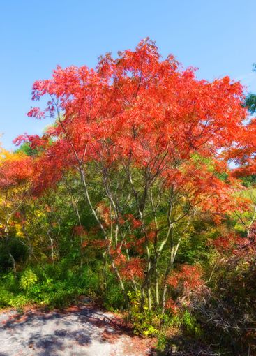 Red, spring and leaf on tree in outdoor garden for...