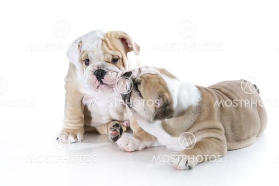 Cute english bulldog puppies isolated