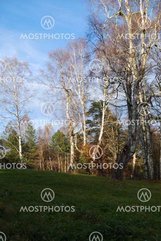 Autumn in countryside
