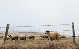 Herd of sheep on the meadow in foggy early morning