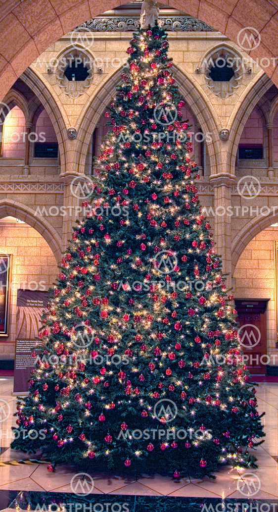 Senate Christmas Tree