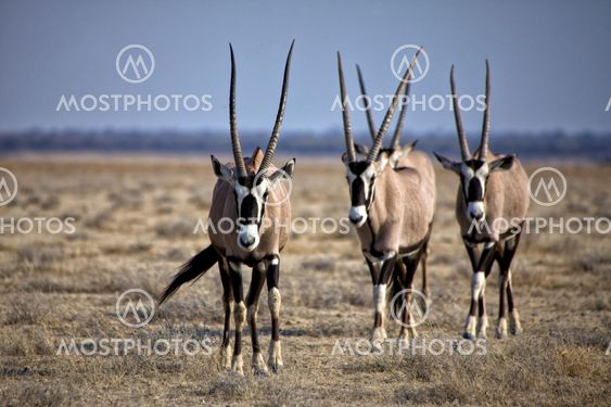 a group of four oryx at etosha natinal park namibia