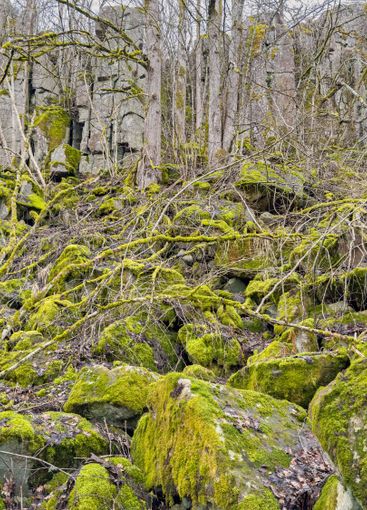 Blockfield with moss covered rocks by a rock face