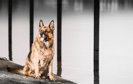 Obedient German Shepherd Dog Close Up. Alsatian Wolf Dog...