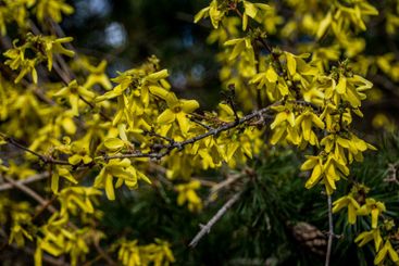Forsythia buske