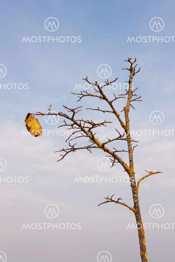 Naked Autumn Tree