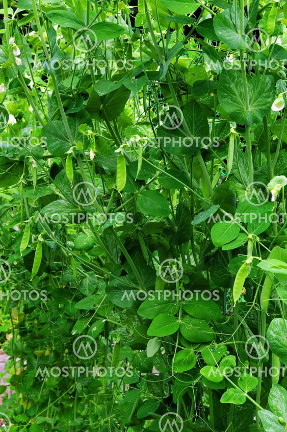 Peas on the vine