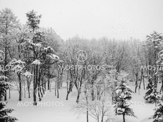 Snow covered winter trees with no leaves