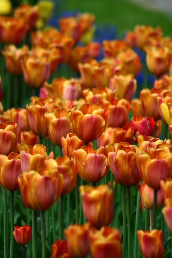 tulip