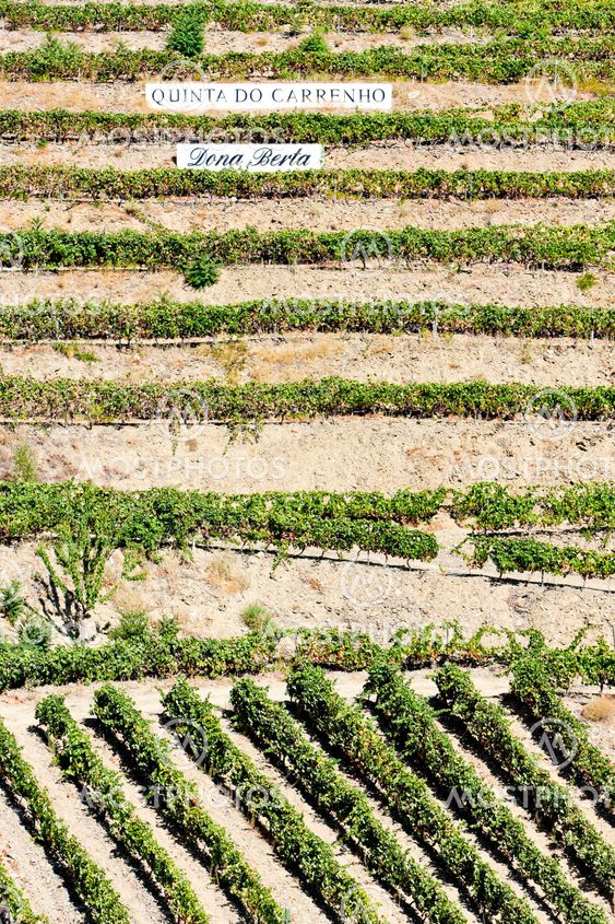 vineyars in Douro Valley, Portugal