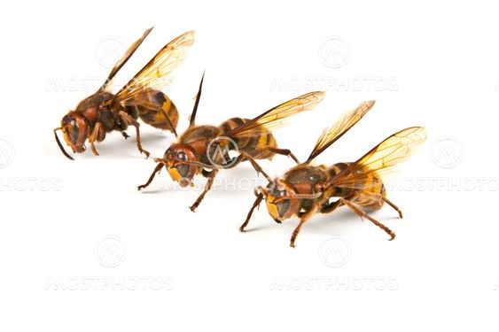 Many big dangerous hornet