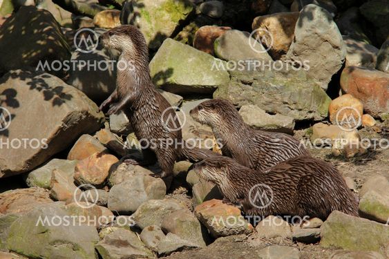 Asian small claw otters