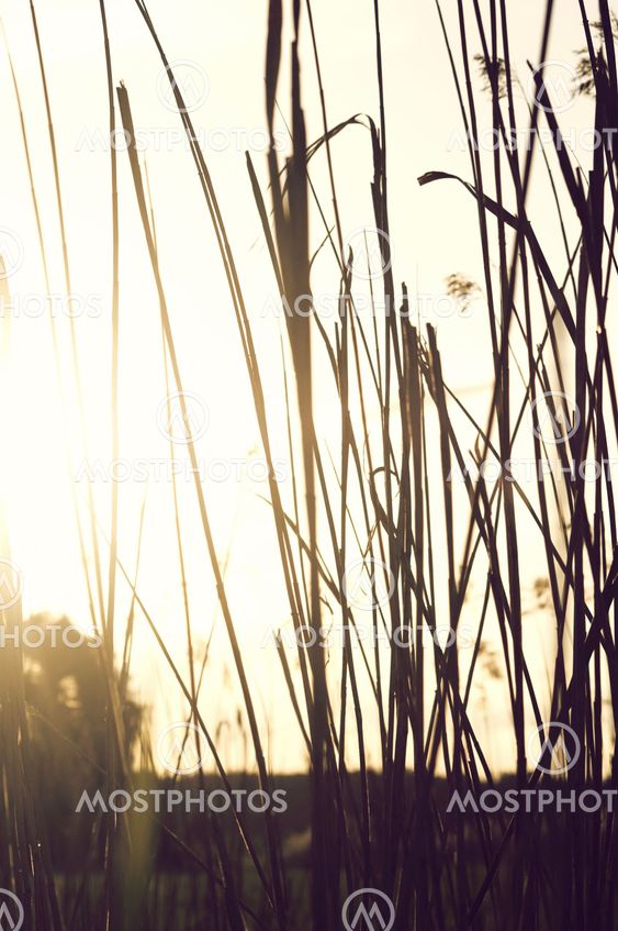 bright silhouette