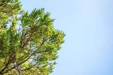 Green Leaves of a Juniper tree evergreen