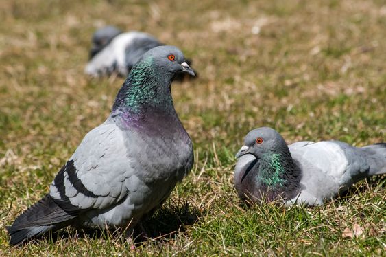 Rock feral pigeon doves