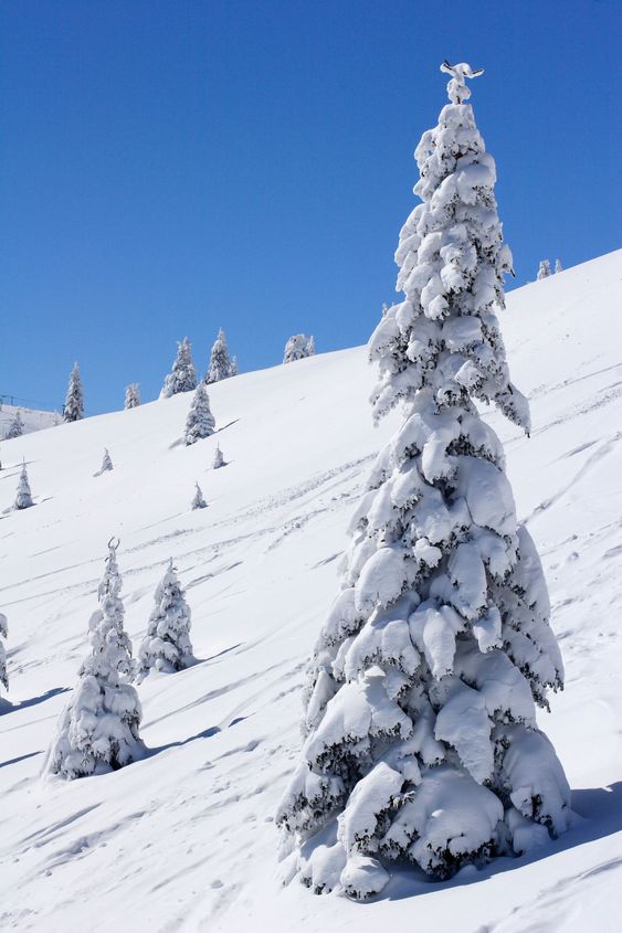 snow covered mountain and fir trees