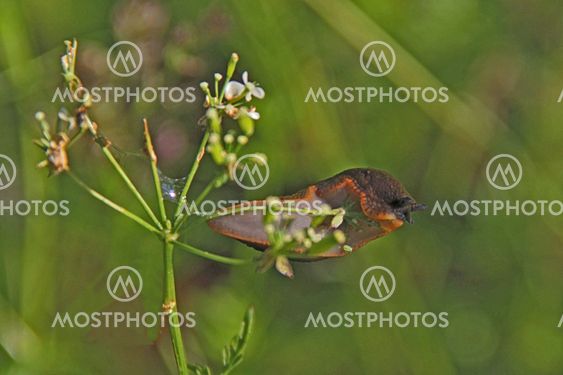 Killer sneglen på tynde blommstjälk
