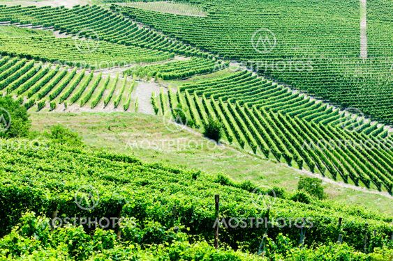 Vineyars lähellä Barbaresco, Piedmont, Italia