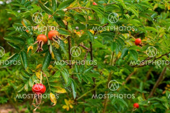 Rosa rugosa, ripening fruit, spherical colored