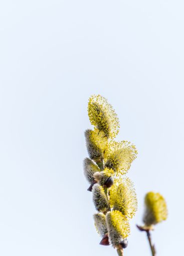 Nature awakes in spring. Blooming willow twigs and furry...