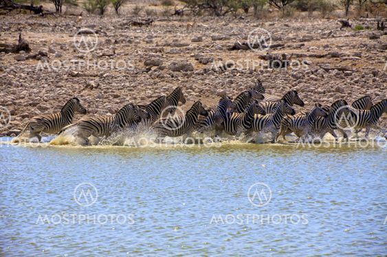 zebra running in a water hole in etosha national park