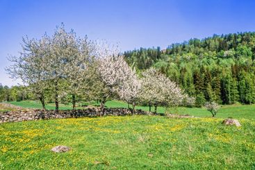 Cherry blossom on a meadow with yellow dandelion flowers...
