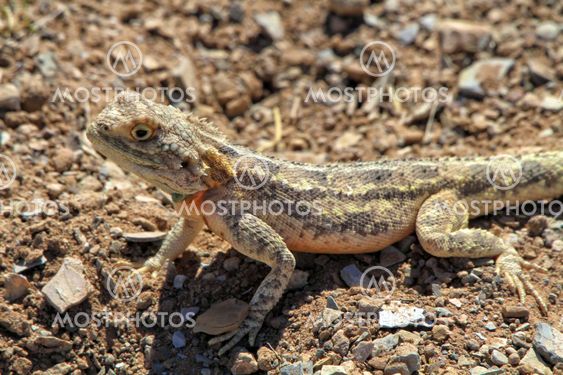 lezard in etosha national park namibia