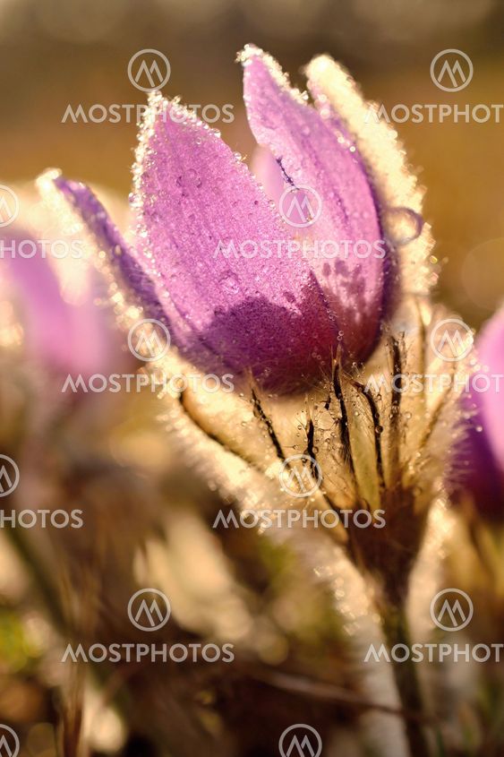 Pasque Flower blooming on spring meadow at the sunset -...
