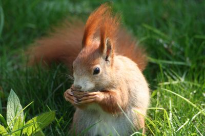 male squirrel