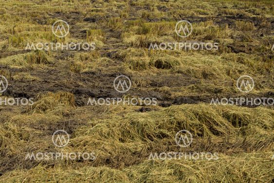 Rice Fields after havested.