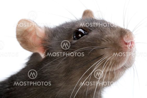 rat