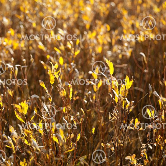 Ground cover in Wyoming.