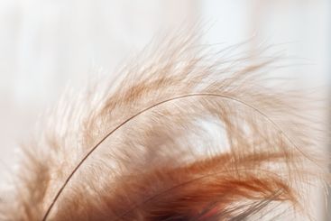 Delicate Feathers in Soft Light in pastel beige and...