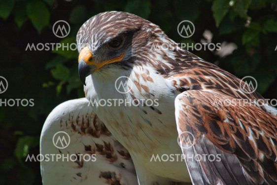 Ferruginous hawk (Buteo regalis)