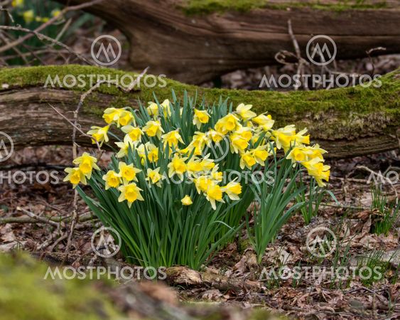 A clump of wild daffodils growing in in Hampshire