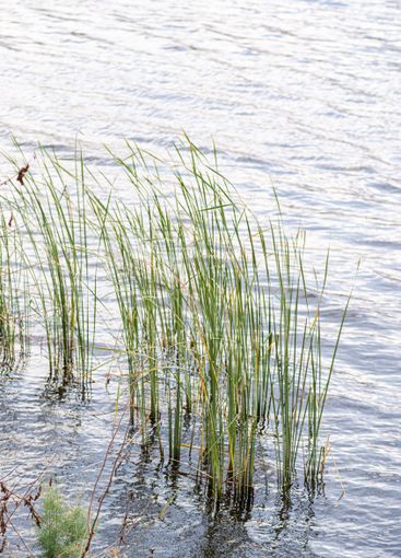 Grass in the lake in summer season
