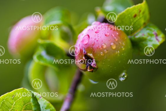 Apple tree
