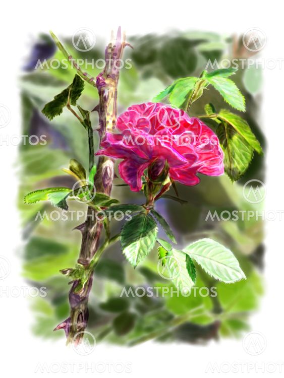 Red rose on a rosebush branch. With background.